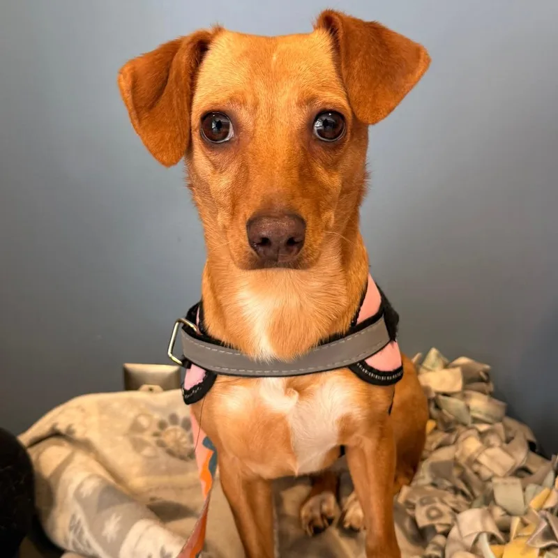 A young small-sized female Yellow / Tan / Blond / Fawn Mixed Breed dog named Violet for adoption in Red House, WV