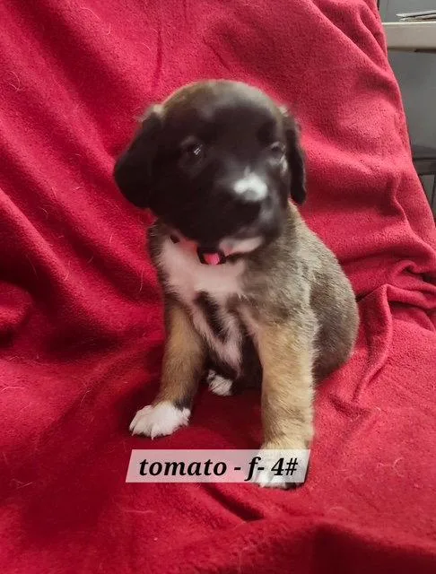 A baby medium-sized female Boxer dog named Tomato for adoption in Hillside, IL