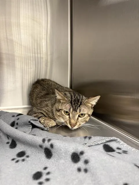 An adult medium-sized male Domestic Short Hair cat named Storm for adoption in Indianapolis, IN