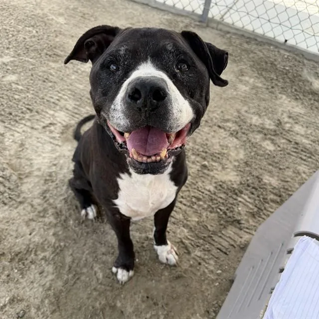 A senior large-sized male Pit Bull Terrier dog named Roger for adoption in Thousand Palms, CA