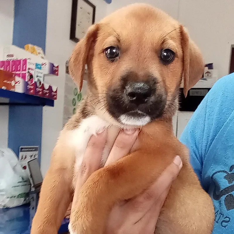 An adult medium-sized female Brown / Chocolate Mixed Breed dog named Gigi for adoption in Vieques, PR