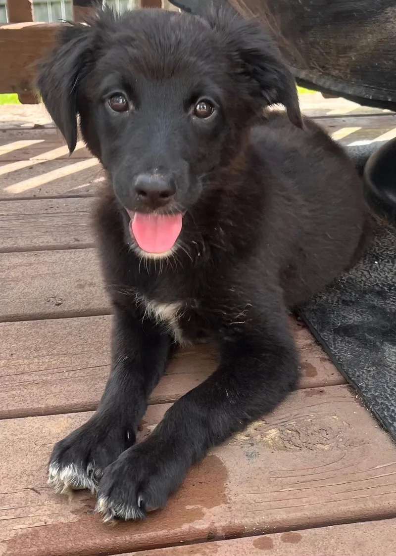 A baby medium-sized female Australian Shepherd dog named Puppy Ruthann for adoption in Franklin, TN