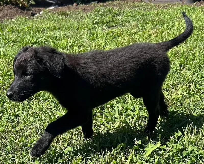 Puppy Ruthann thumbnail 2