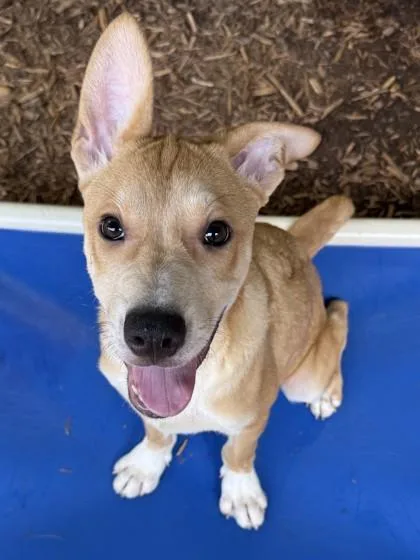 A baby medium-sized male Siberian Husky dog named Law for adoption in Cumming, GA