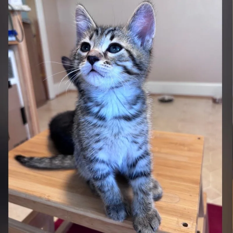 A baby medium-sized male Tabby (Tiger Striped) Domestic Short Hair cat named Pickles for adoption in Wyandotte, MI
