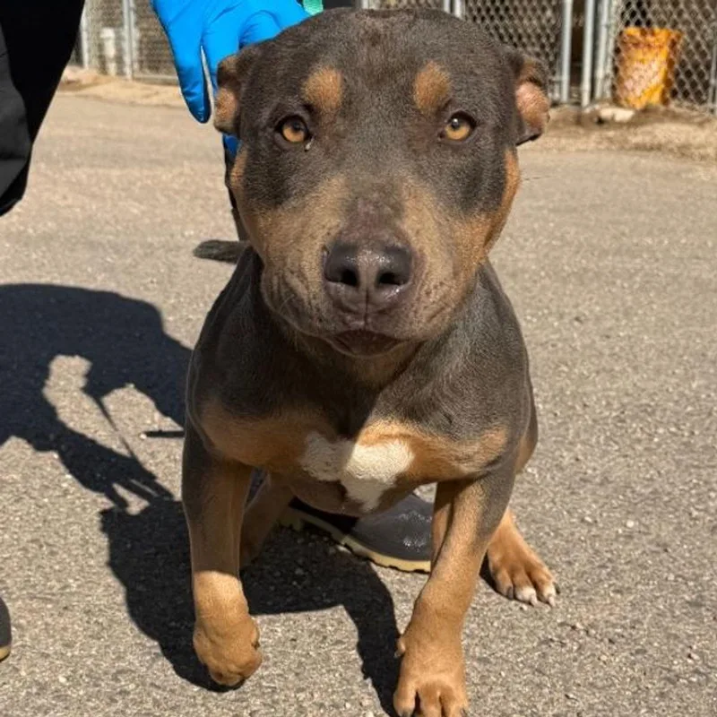 An adult medium-sized male American Staffordshire Terrier dog named Thistle for adoption in Kingman, AZ