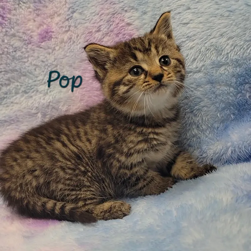 Pop