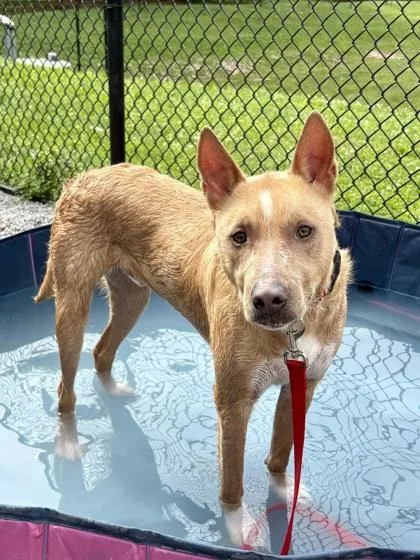 A young large-sized male Mixed Breed dog named Troy Aka Toby for adoption in Cincinnati, OH