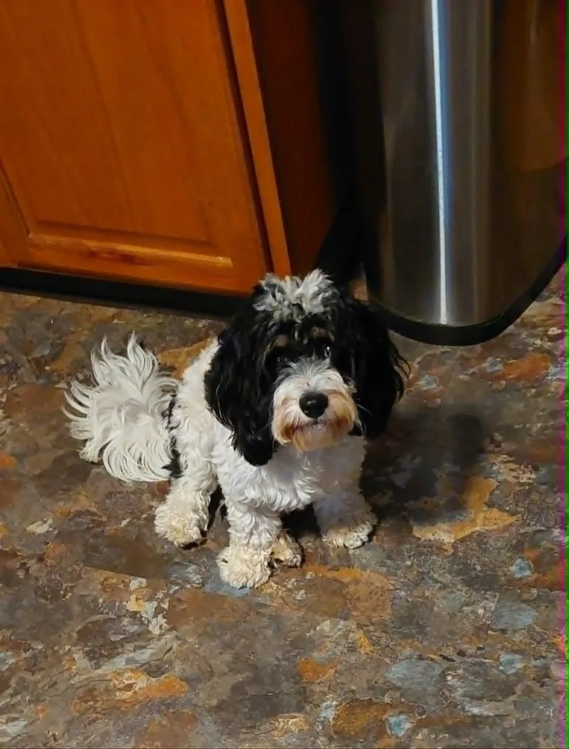 A baby small-sized male Cavachon dog named Chester for adoption in Conesus, NY
