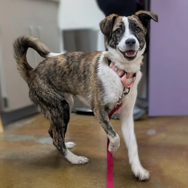 A young medium-sized female White / Cream Great Pyrenees dog named Willow for adoption in Albuquerque, NM