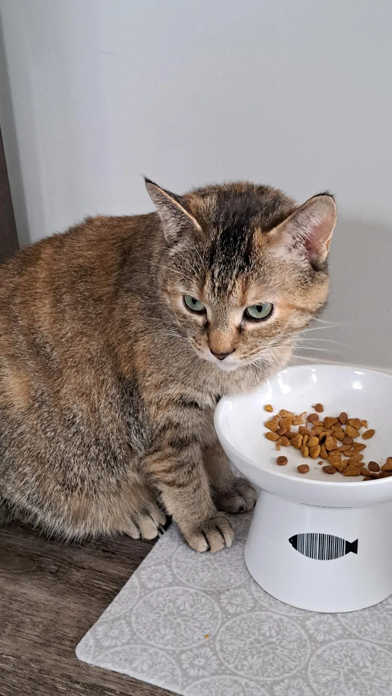 Cat  Faith thumbnail 3