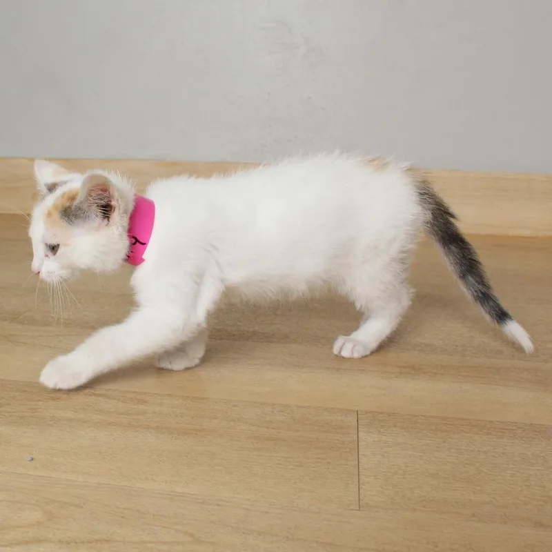 A baby small-sized female White Domestic Short Hair cat named Perry C for adoption in Minnetonka, MN