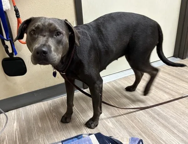 A young large-sized female Pit Bull Terrier dog named Doja for adoption in Oceanside, CA