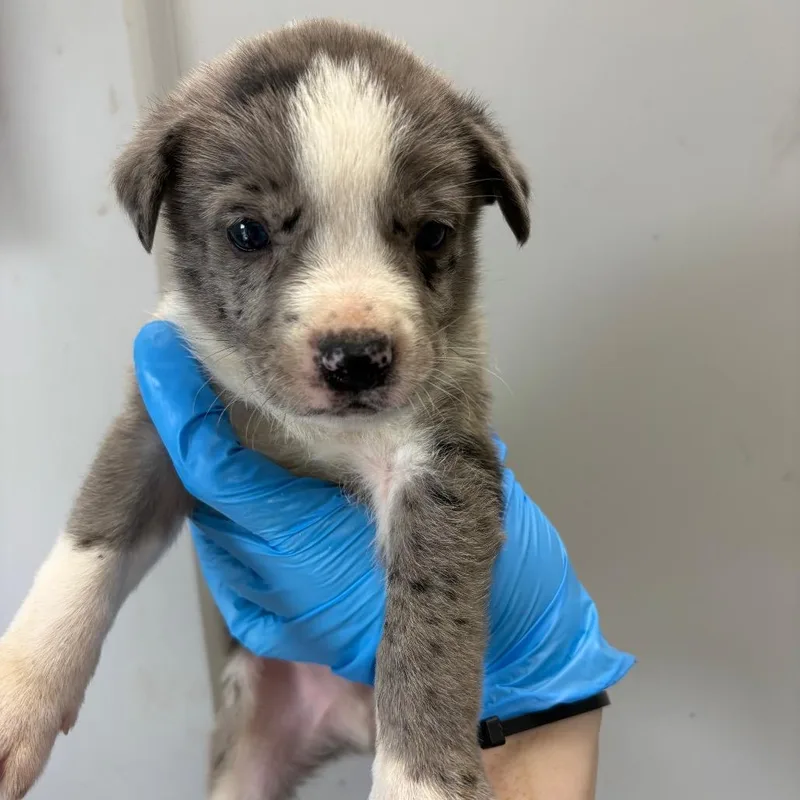 A baby small-sized female Gray / Blue / Silver Mixed Breed dog named Fried Rice for adoption in LOXAHATCHEE, FL