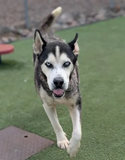 An adult large-sized male Black Husky dog named Marvin for adoption in El Paso, TX