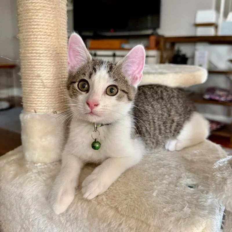 A young medium-sized male Tabby cat named Pistachio for adoption in Knoxville, TN