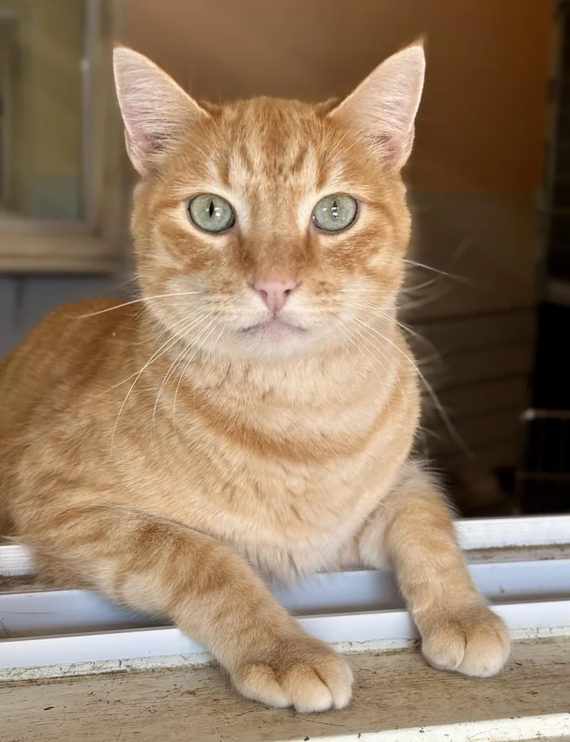 A young medium-sized male Orange & White Domestic Short Hair cat named Jet for adoption in Shenandoah, IA