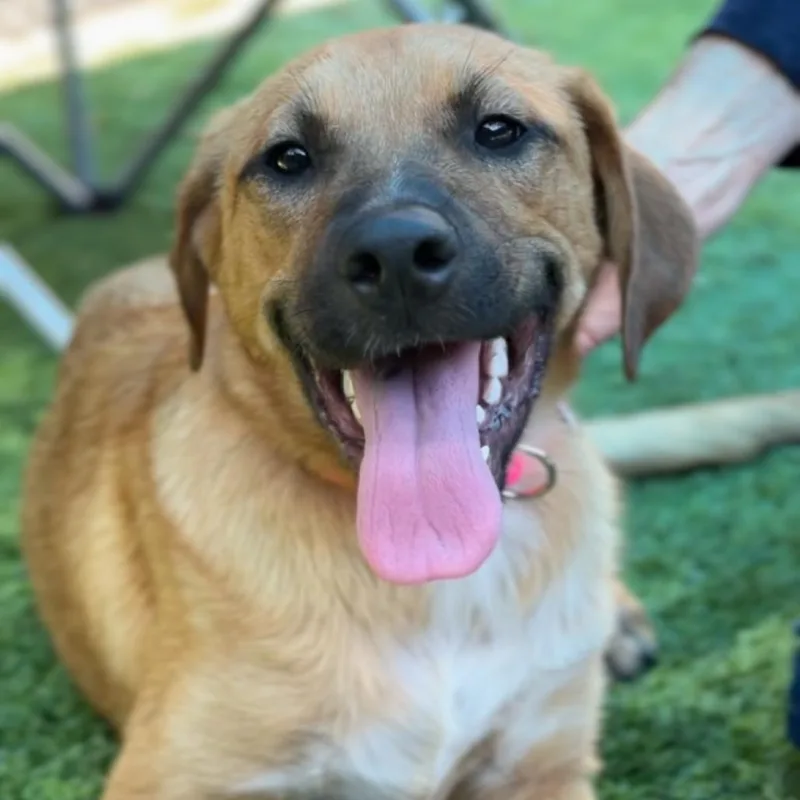 A young medium-sized female Red / Chestnut / Orange Mixed Breed dog named Lilac A for adoption in Middletown, NY