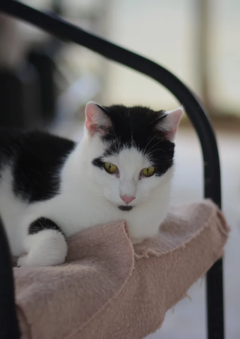 An adult medium-sized male Black & White / Tuxedo Domestic Short Hair cat named Arrow for adoption in Mount Pleasant, PA