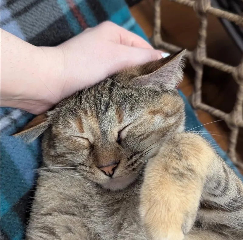 Cheyenne thumbnail 2