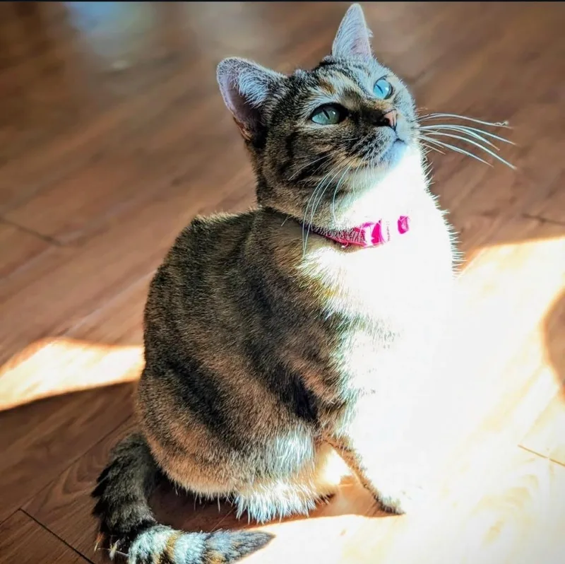 Cheyenne thumbnail 3