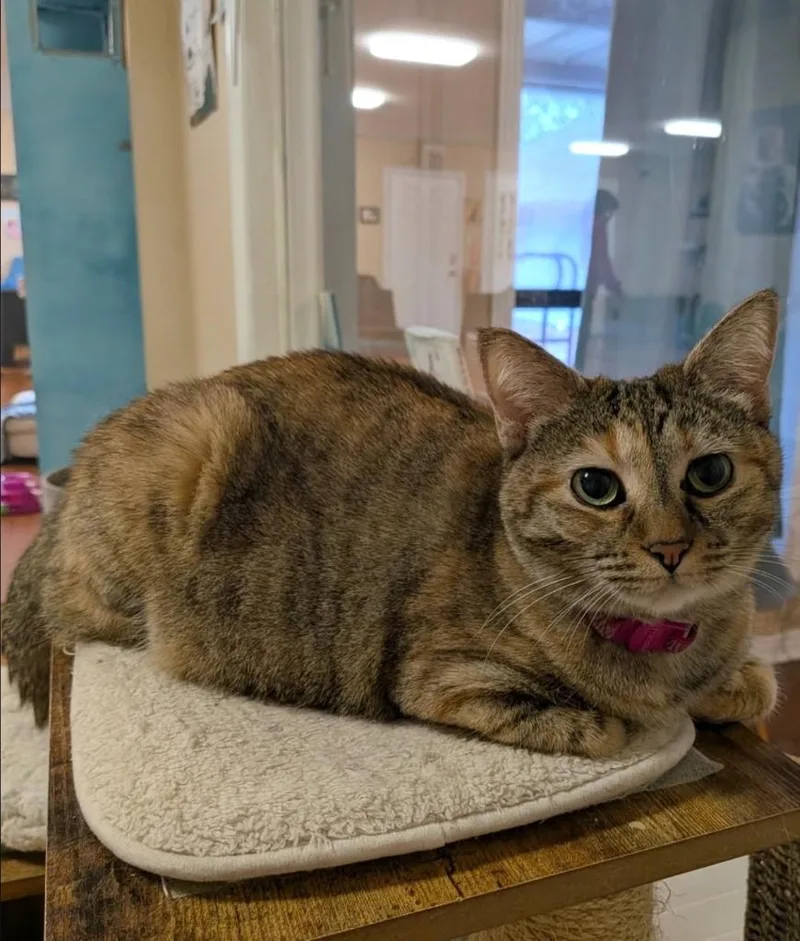 Cheyenne thumbnail 4