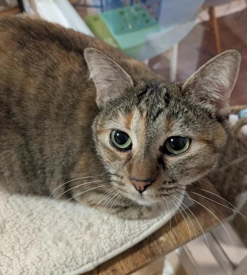 Cheyenne thumbnail 5