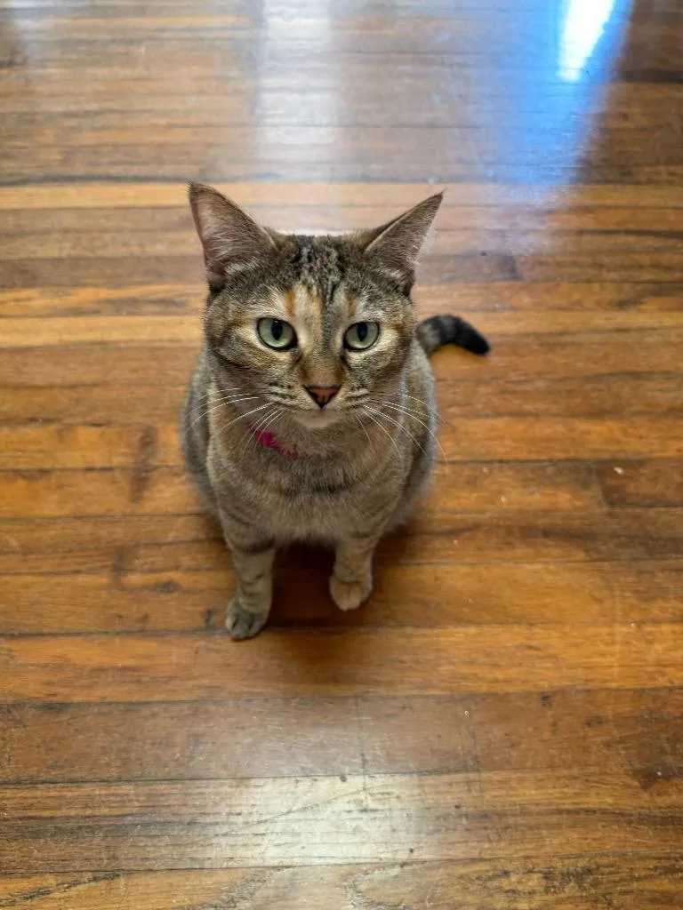 Cheyenne thumbnail 6