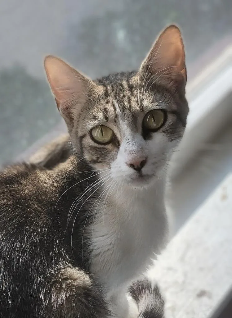 A young medium-sized female Domestic Short Hair cat named Supergirl for adoption in Evans, GA