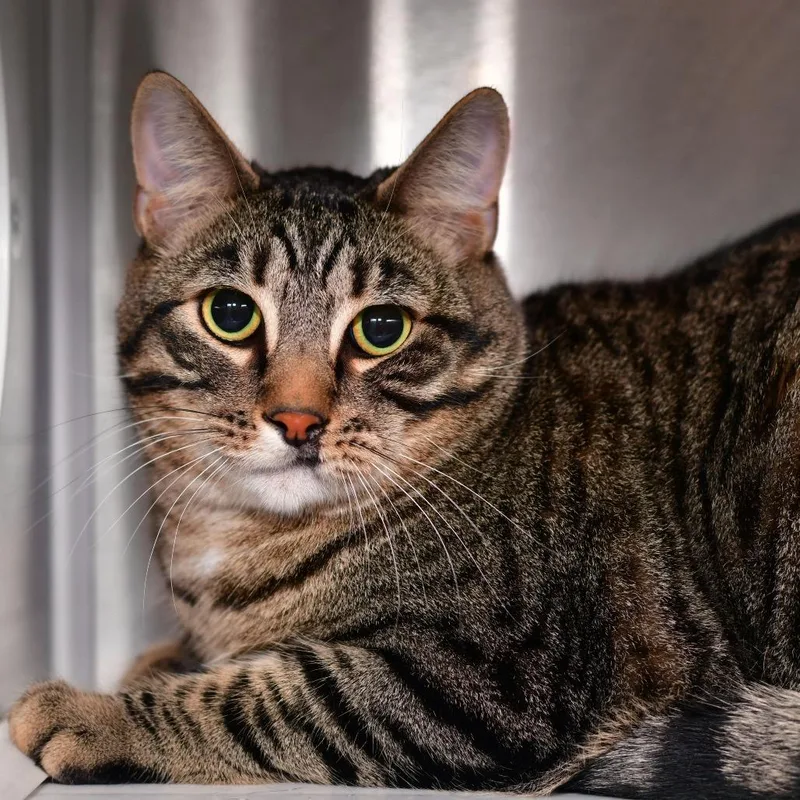 An adult large-sized male Brown / Chocolate Domestic Short Hair cat named Star for adoption in Ottawa, KS