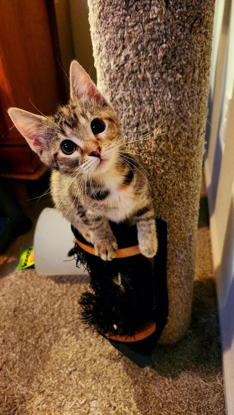 A young medium-sized female Domestic Short Hair cat named Margarita for adoption in Wilmington, NC