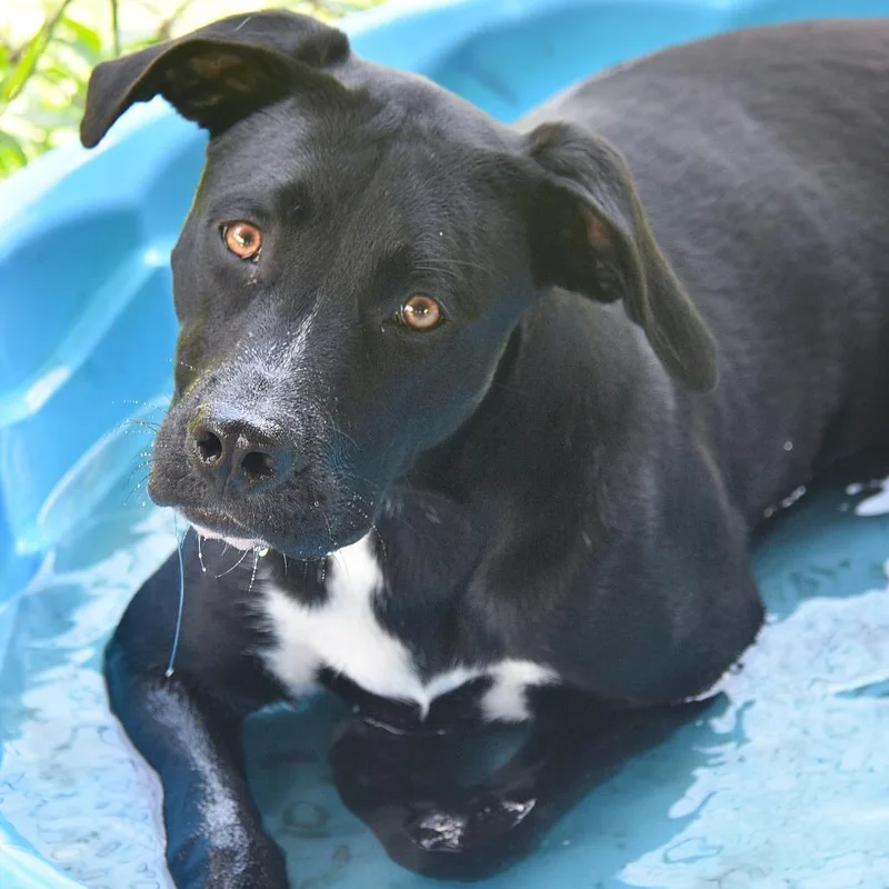 A young medium-sized female Black Labrador Retriever dog named Piper for adoption in Columbus, NC