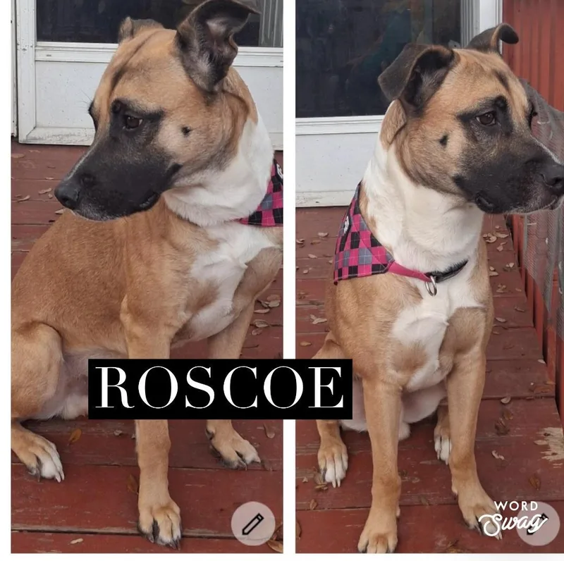 Roscoe