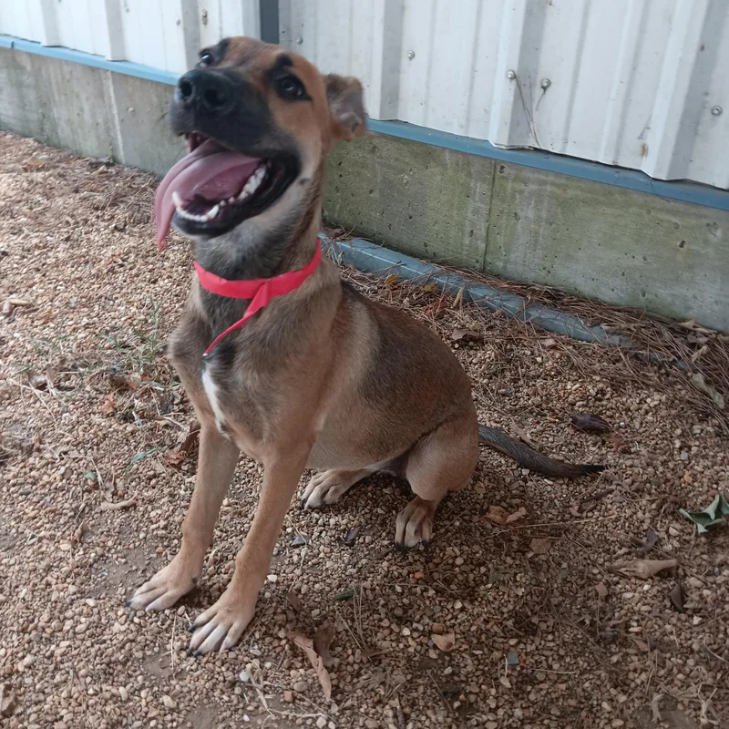 A young medium-sized female German Shepherd Dog dog named Harper for adoption in North Little Rock, AR