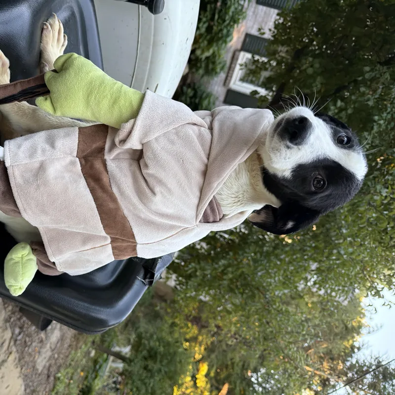 A baby medium-sized male German Shepherd Dog dog named Carl for adoption in fennville, MI