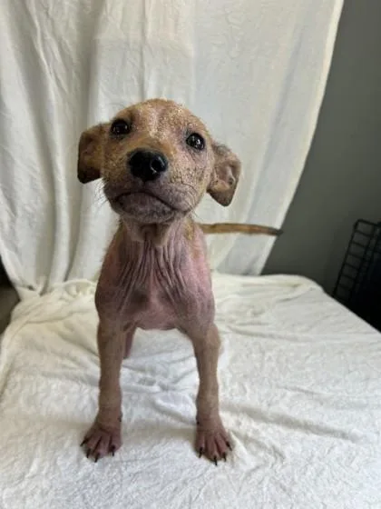 Mary Puppins thumbnail 2