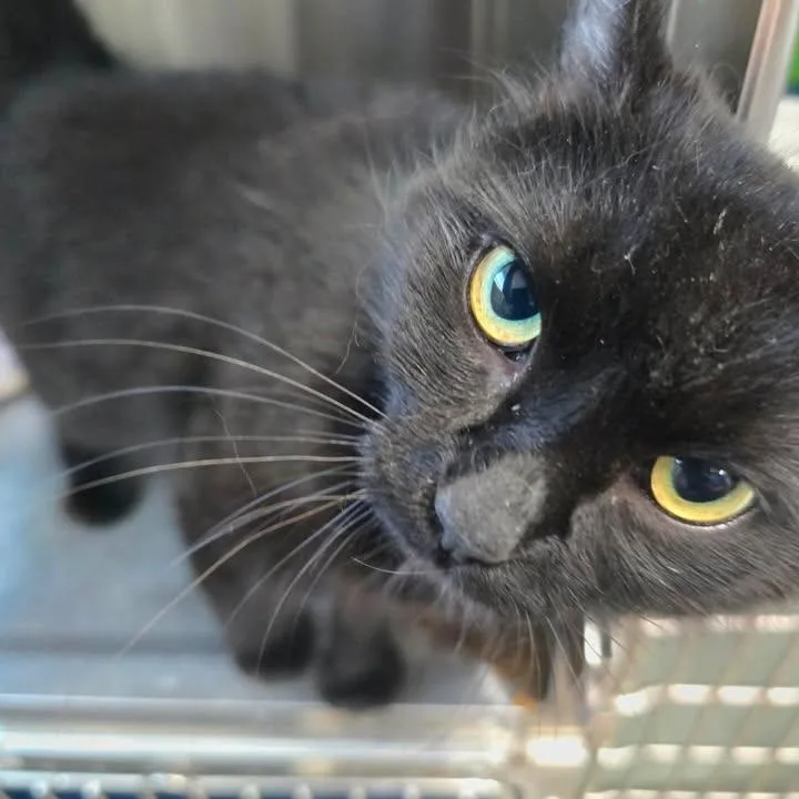 An adult medium-sized female Black Domestic Medium Hair cat named Zahra for adoption in Winthrop, ME