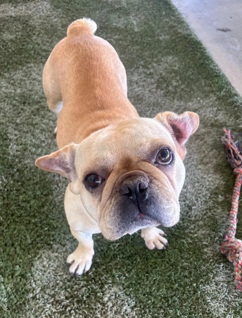 An adult medium-sized female French Bulldog dog named Lilly Ann for adoption in Midland, TX