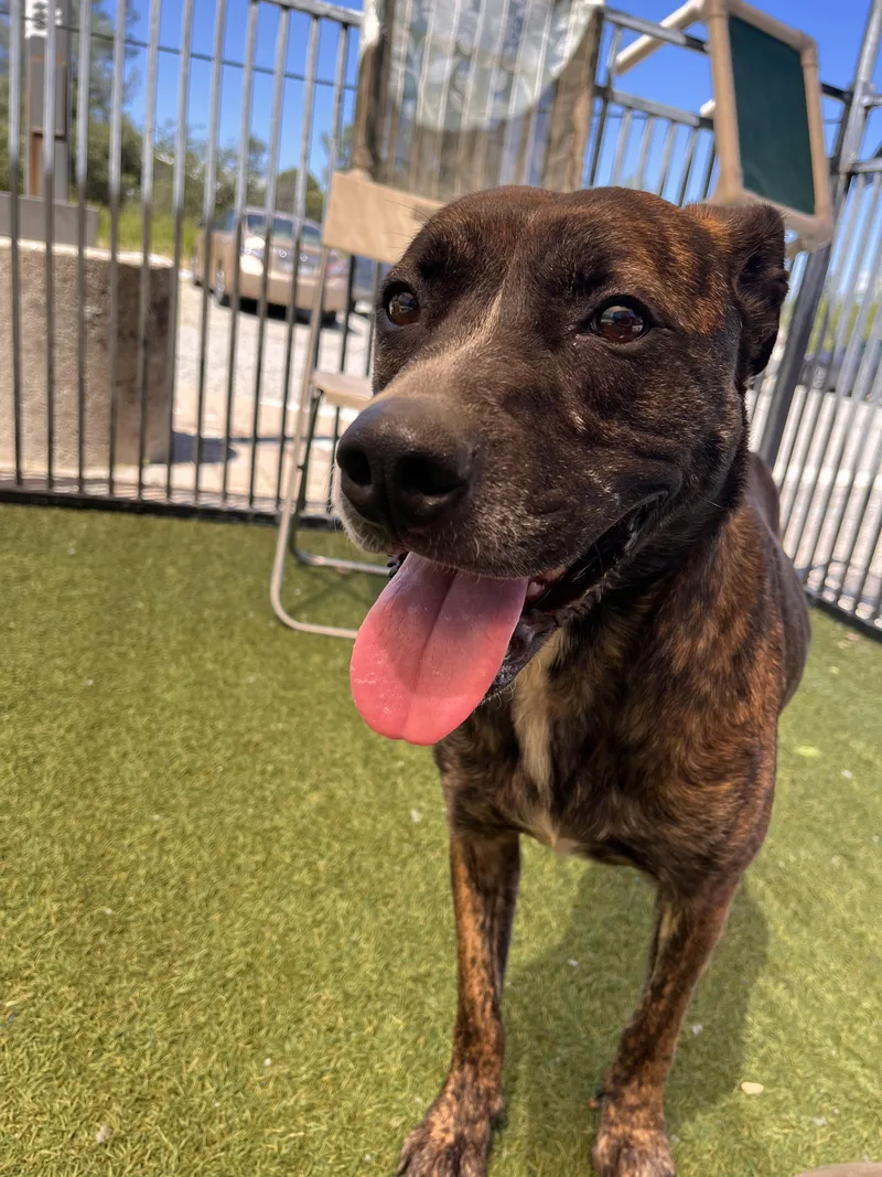 An adult medium-sized female Brindle Pit Bull Terrier dog named Breta for adoption in Grass Valley, CA