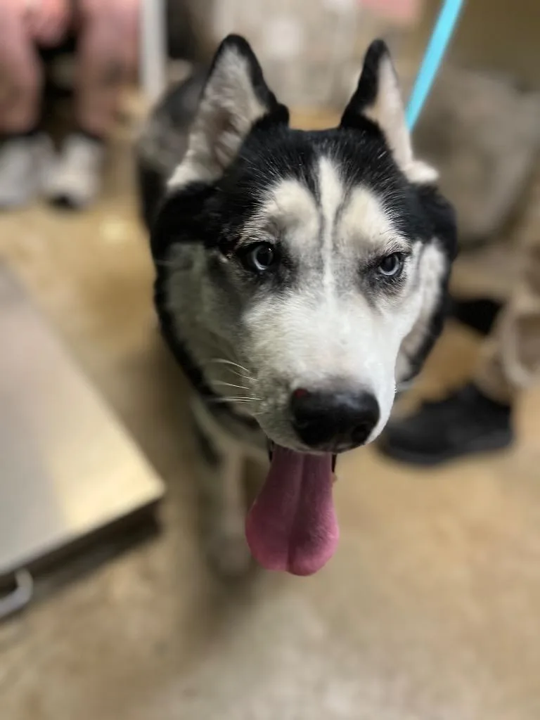 A young large-sized male Siberian Husky dog named Subaru for adoption in New Braunfels, TX