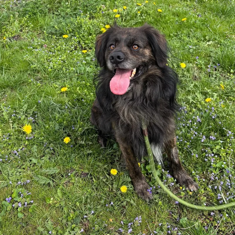 An adult medium-sized male Brindle Shepherd dog named Rusty for adoption in Waynesboro, PA