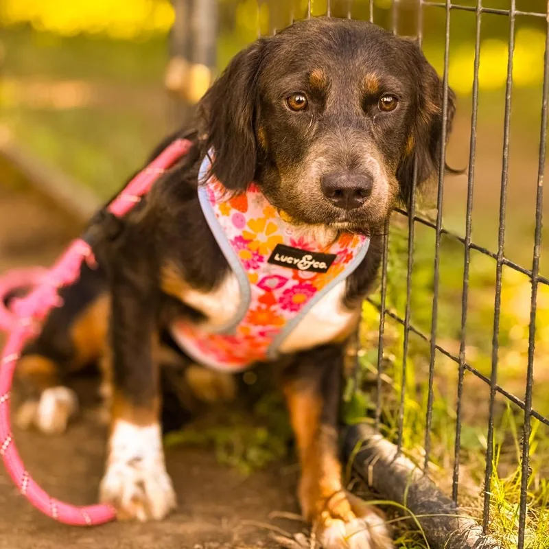 A young small-sized female Beagle dog named Cammie for adoption in Springboro, OH