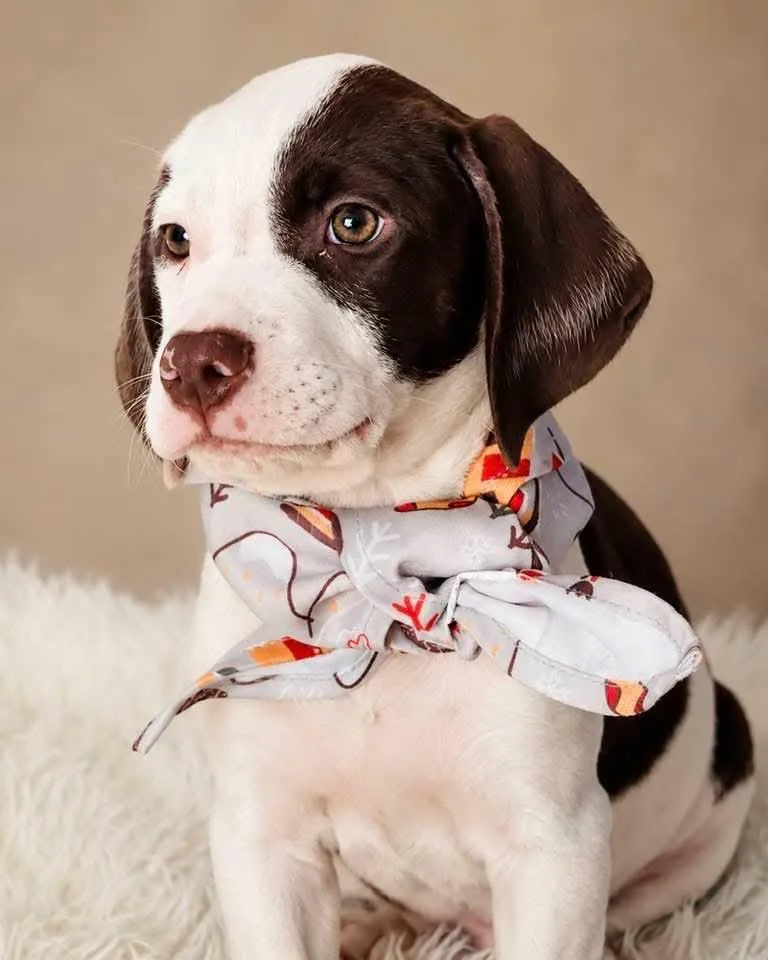 A baby medium-sized male Pointer dog named Dante for adoption in Nahunta, GA