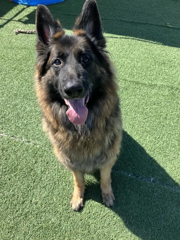 An adult extra large-sized female German Shepherd Dog dog named Lily for adoption in Hollister, CA