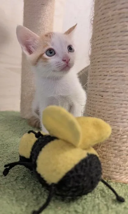 A baby medium-sized female Orange & White Domestic Short Hair cat named Chickadee for adoption in Edmond, OK