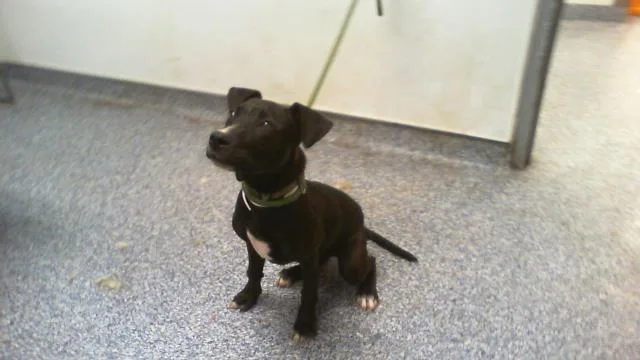 A young medium-sized male Pit Bull Terrier dog named Sean for adoption in Charlotte, NC