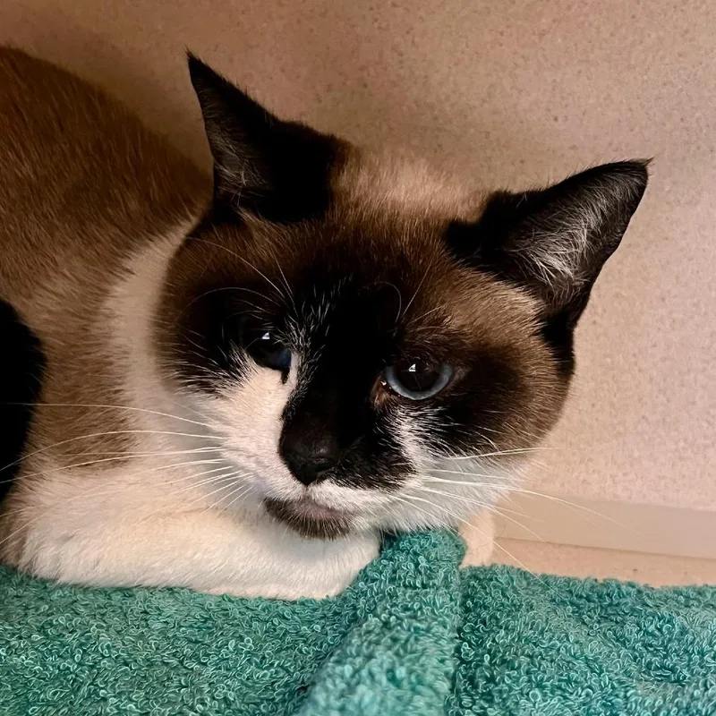 An adult medium-sized female Seal Point Snowshoe cat named Sofia Falcone for adoption in Tacoma, WA
