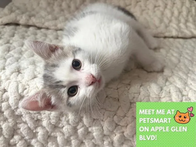 A baby small-sized male Domestic Short Hair cat named Galaxy for adoption in Fort Wayne, IN