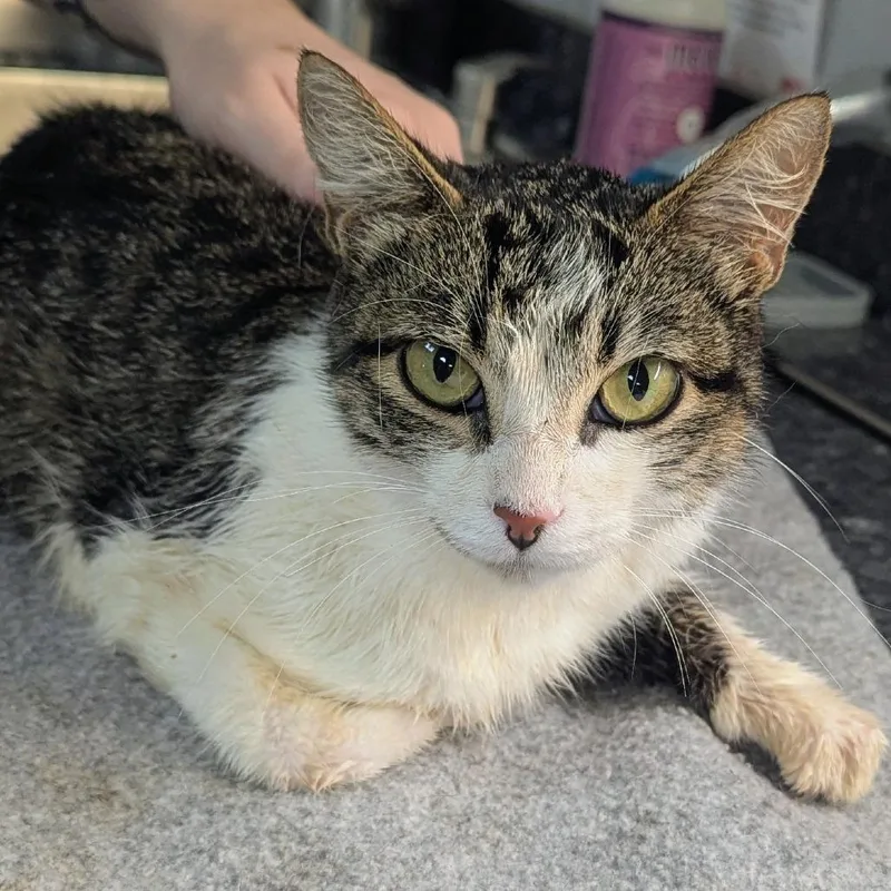 An adult medium-sized female Brown / Chocolate Domestic Short Hair cat named April for adoption in Brighton, MO