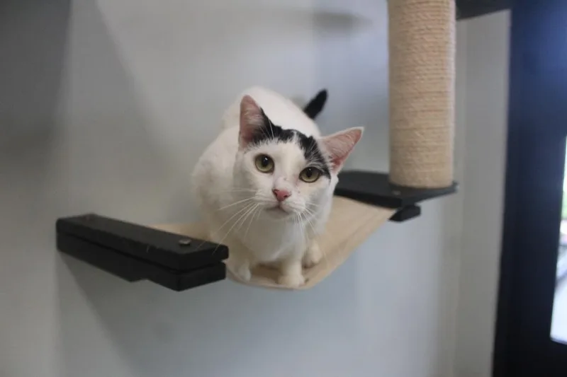 An adult medium-sized female Domestic Short Hair cat named Raindrop for adoption in Chestertown, MD